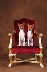 Basenjis