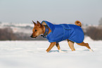 trotting Basenji