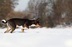 Basenji