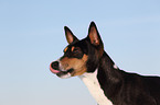 Basenji Portrait