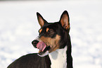 Basenji Portrait