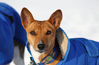 Basenji Portrait