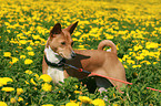 Basenji