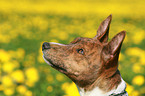 Basenji Portrait