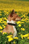 Basenji Portrait