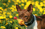 Basenji