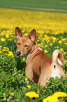 Basenji