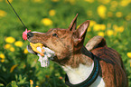 Basenji