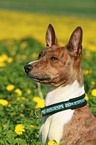 Basenji Portrait