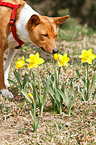 snuffling Basenji