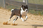 running Basenji