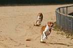 running Basenjis