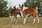 Basenjis