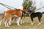 Basenjis