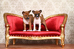 Basenji Puppies