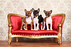 Basenji Puppies