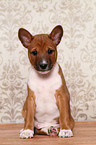 Basenji Puppy