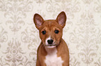 Basenji Puppy