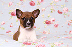 Basenji Puppy