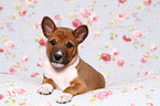 Basenji Puppy