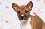 Basenji Puppy