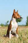 sitting Basenji