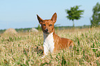 lying Basenji