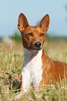 lying Basenji