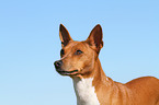 Basenji Portrait