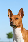 Basenji Portrait