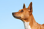 Basenji Portrait