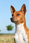 Basenji Portrait