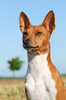 Basenji Portrait