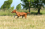 running Basenji