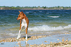 standing Basenji