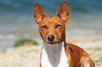 Basenji Portrait