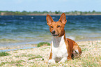 lying Basenji