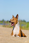 yawning Basenji