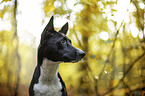 Basenji in the autumn forest