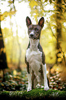 young Basenji in the autumn forest