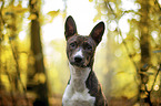 young Basenji in the autumn forest