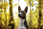 young Basenji in the autumn forest