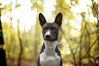 young Basenji in the autumn forest