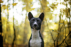 Basenji in the autumn forest