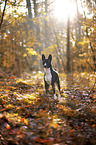 Basenji in the autumn forest