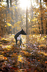 Basenji in the autumn forest