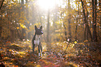Basenji in the autumn forest