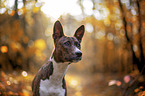 young Basenji in the autumn forest