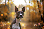 young Basenji in the autumn forest