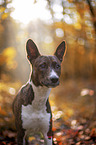 young Basenji in the autumn forest